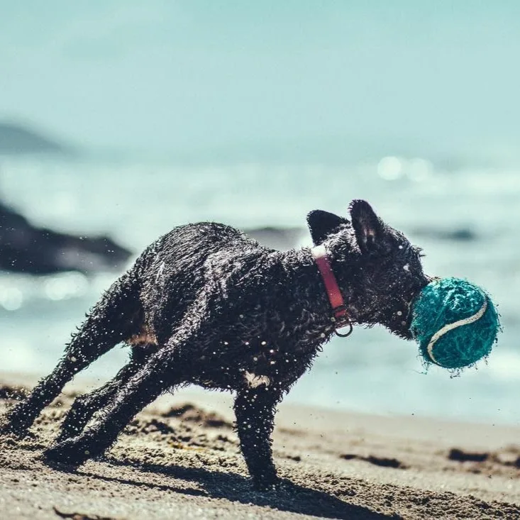 Guardería canina Montegatto - A Coruña pet otel görseli 5