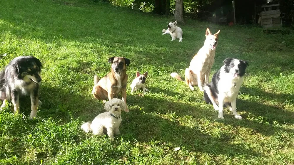 4Pfotenhotel Hundepension - Aargau pet otel görseli 3