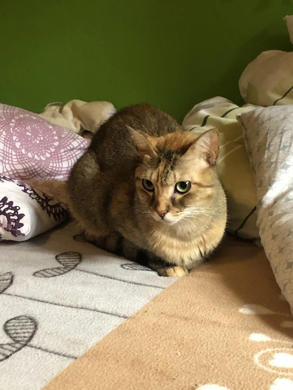 Cats - das Katzenhotel - Aargau pet otel