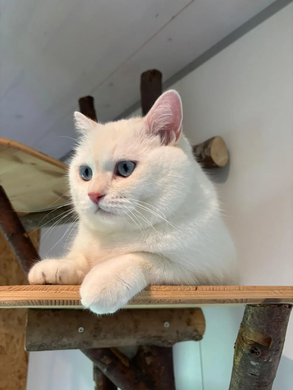 Deluxe Katzenhotel GmbH - Aargau pet otel görseli 5