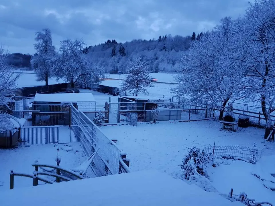 dog-place - Aargau pet otel
