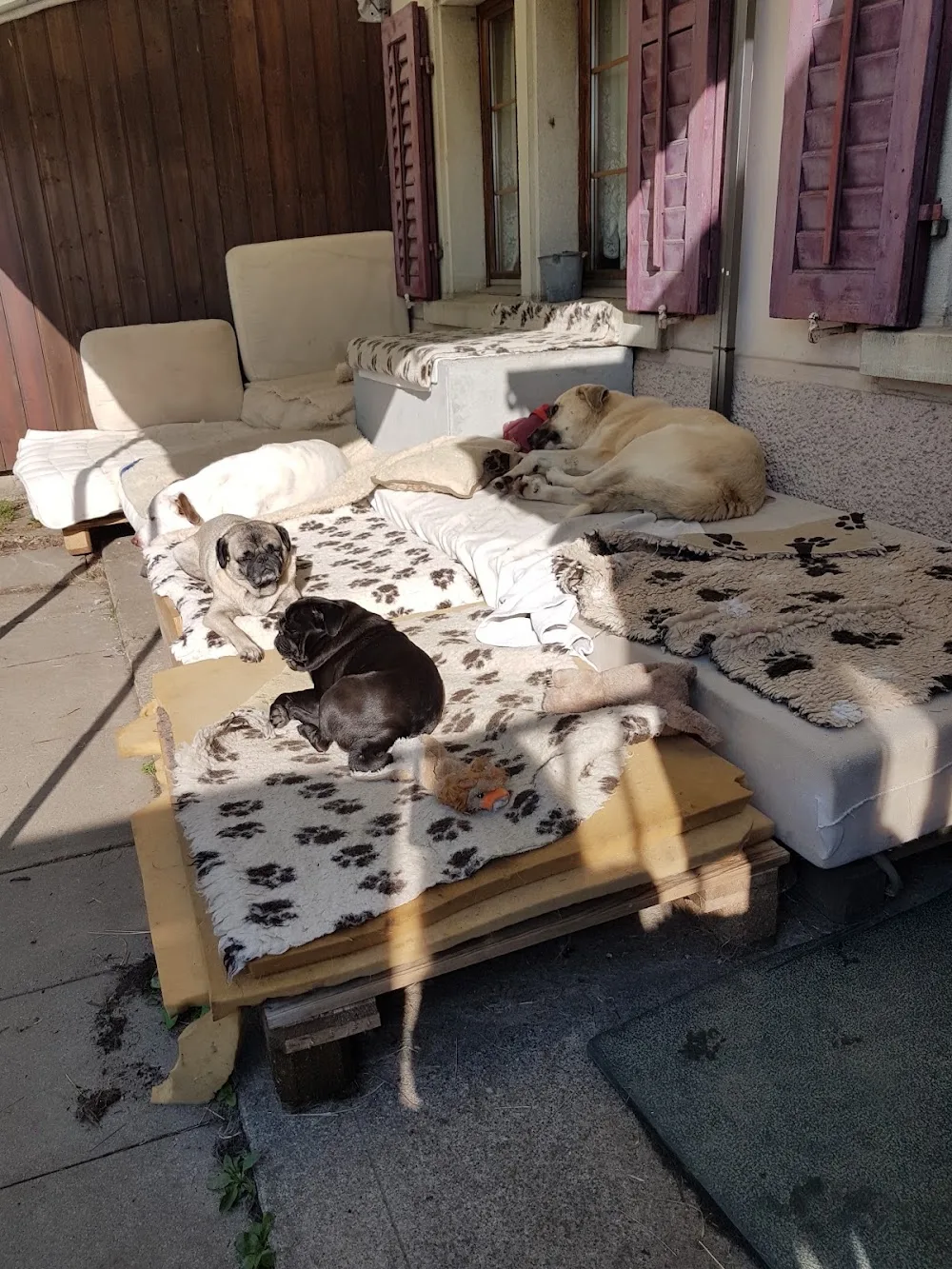 dog-place - Aargau pet otel görseli 3