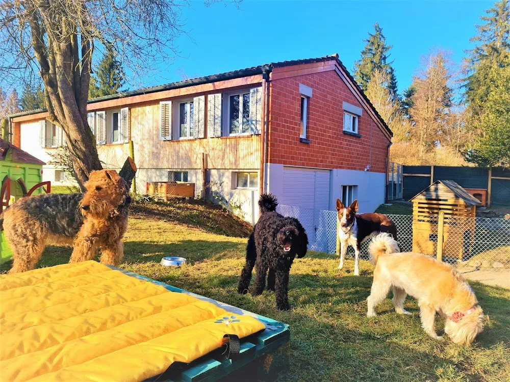 Dogisland Hundetagesstätte - Aargau pet otel