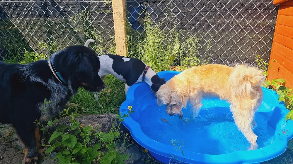 Dogisland Hundetagesstätte - Aargau pet otel görseli 3