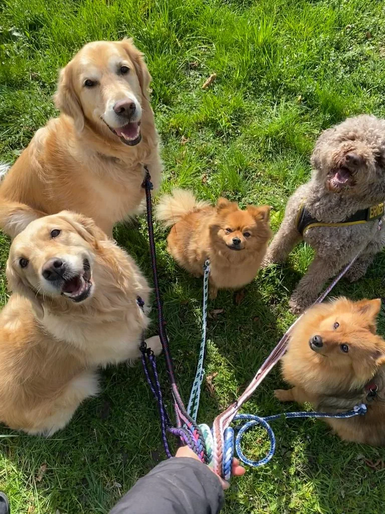 DogMoms - Aargau pet otel