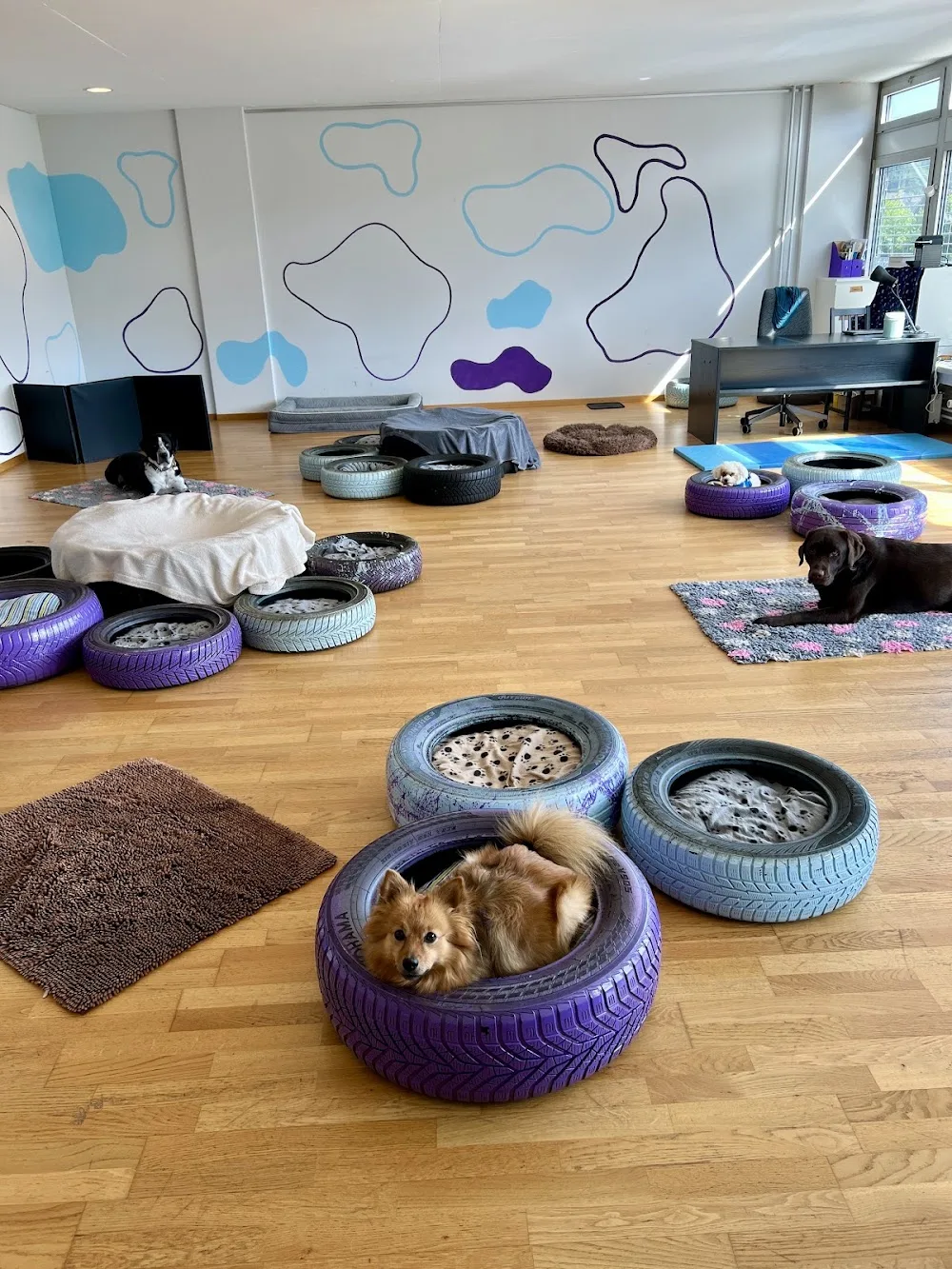 DogMoms - Aargau pet otel görseli 3