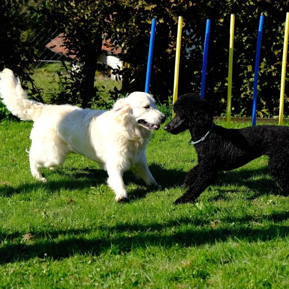 Dogsong Ranch - Aargau pet otel