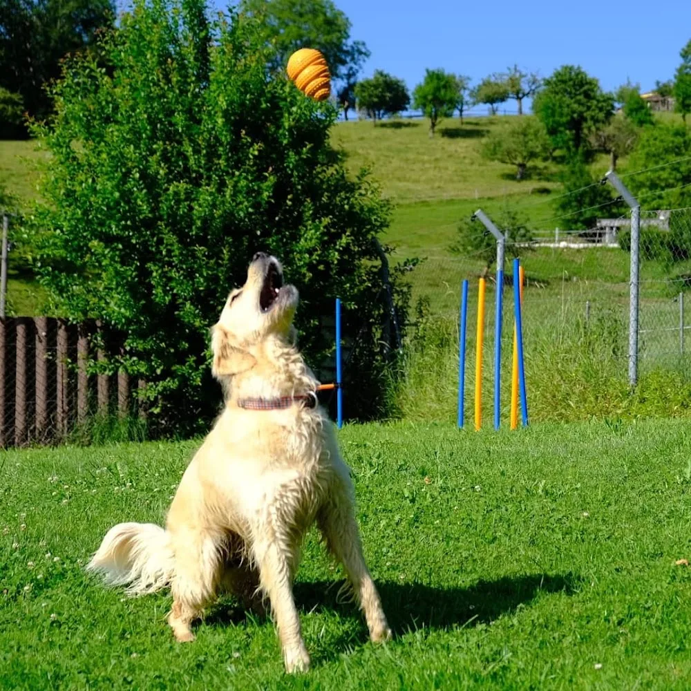 Dogsong Ranch - Aargau pet otel görseli 3