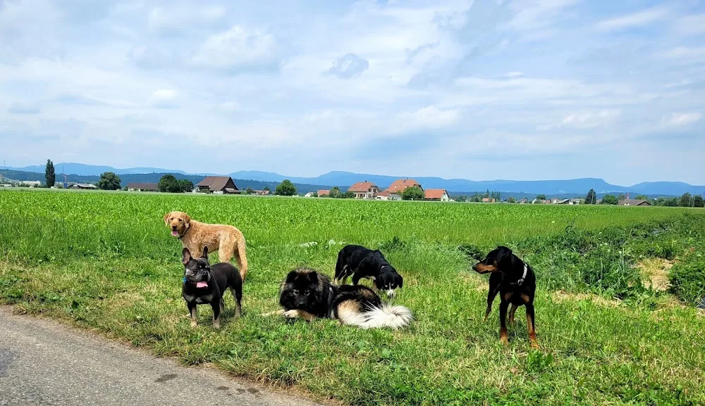 Furrytale Wegro GmbH - Aargau pet otel görseli 3