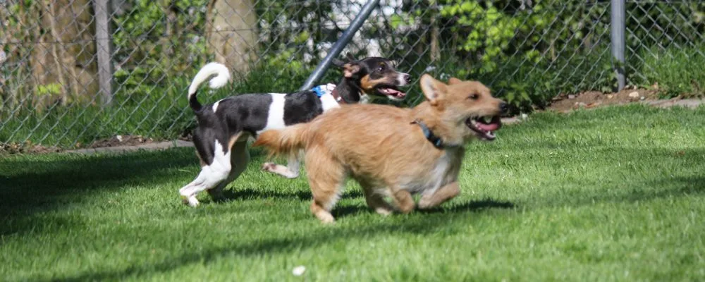 Hunde- und Katzenpension Röti GmbH - Aargau pet otel