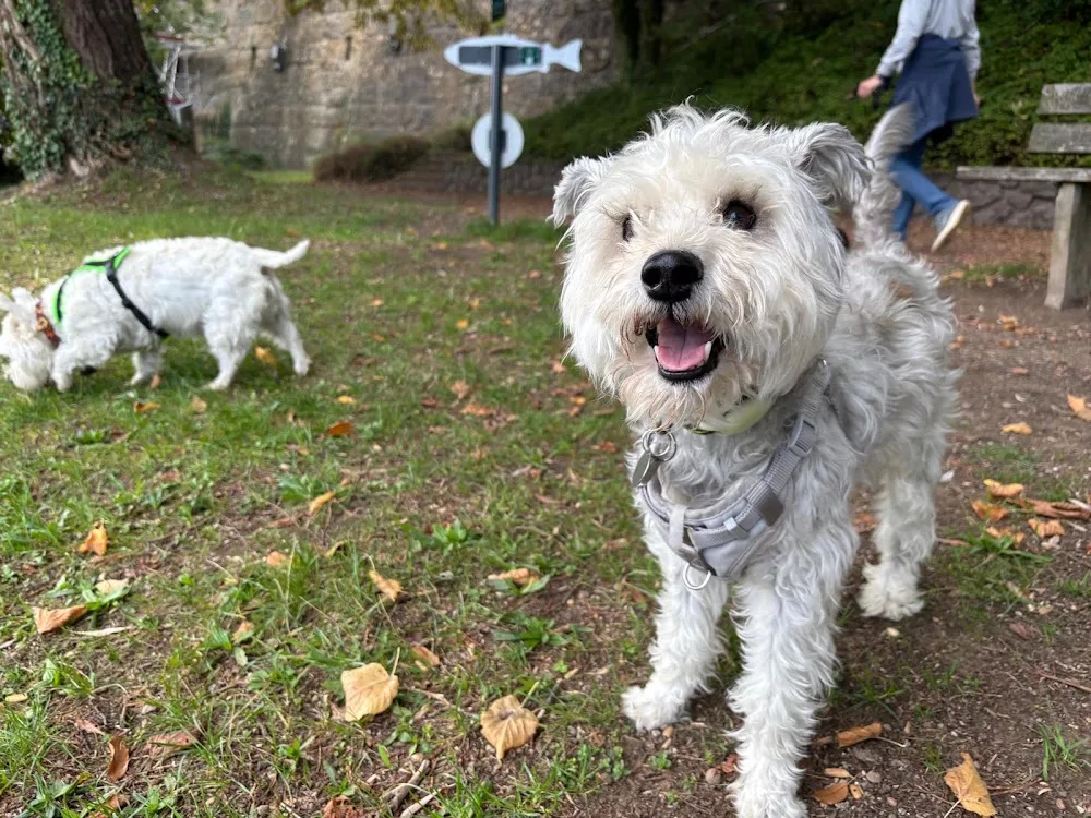 Hundebetreuung Happydogs - Aargau pet otel