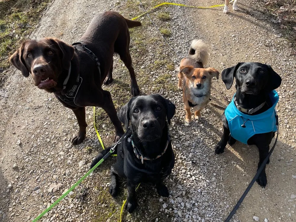 Hundebetreuung Happydogs - Aargau pet otel görseli 3