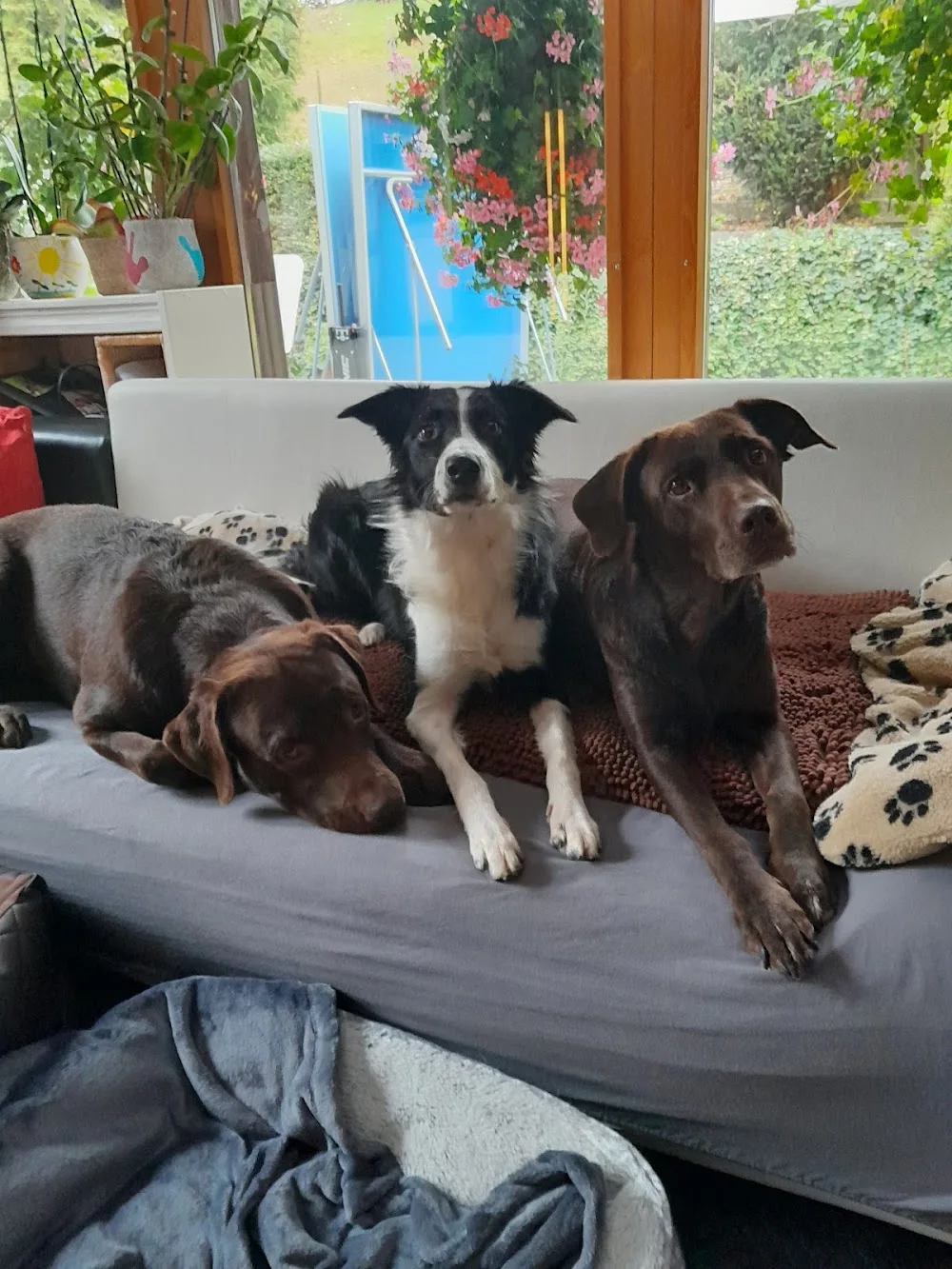 Hundebetreuung Marybo - Aargau pet otel