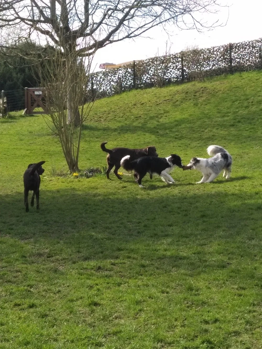 Hundebetreuung Marybo - Aargau pet otel görseli 3