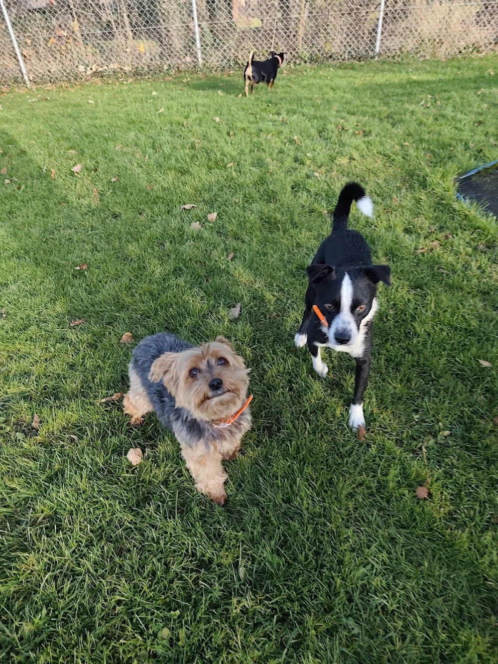 hundebetreuung-ri | Rahel Ingold - Aargau pet otel