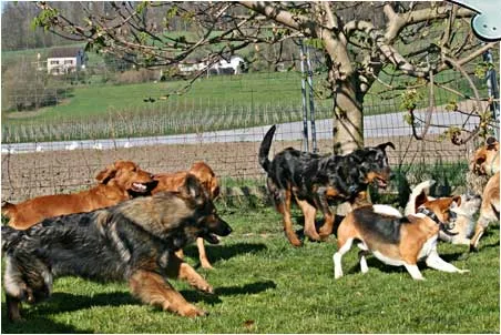 Hundepension Gehrig - Aargau pet otel görseli 3