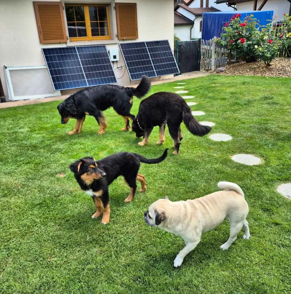 Hundepension Herzpfoten - Aargau pet otel görseli 2