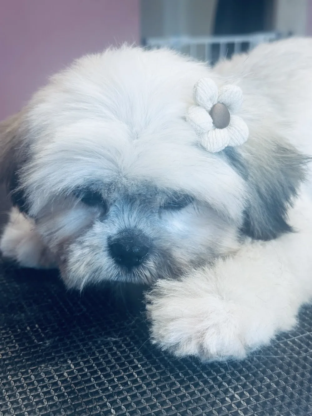 Hundesalon-Pension Aargau - Aargau pet otel