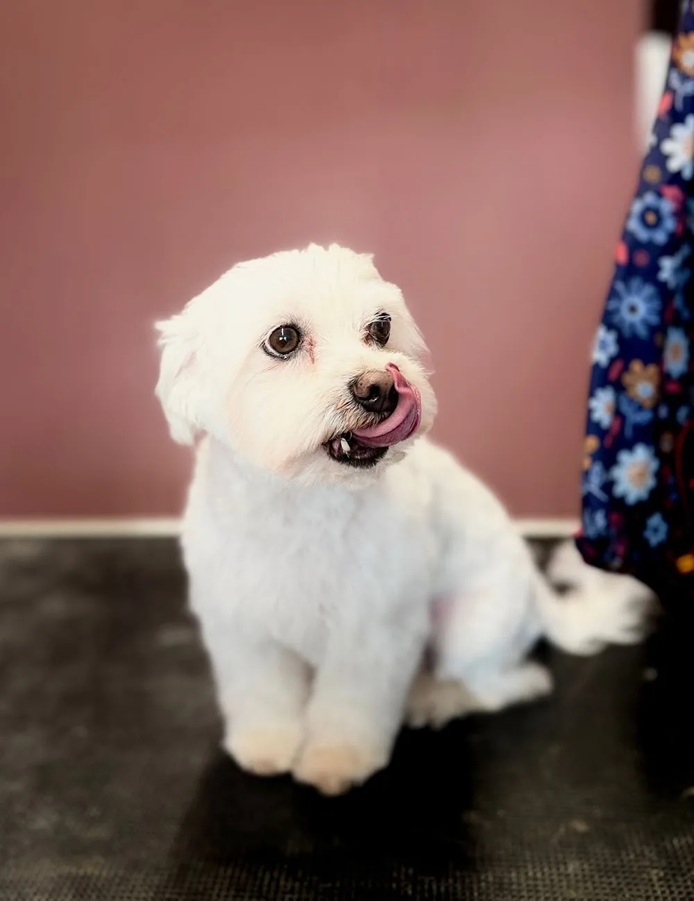 Hundesalon-Pension Aargau - Aargau pet otel görseli 3