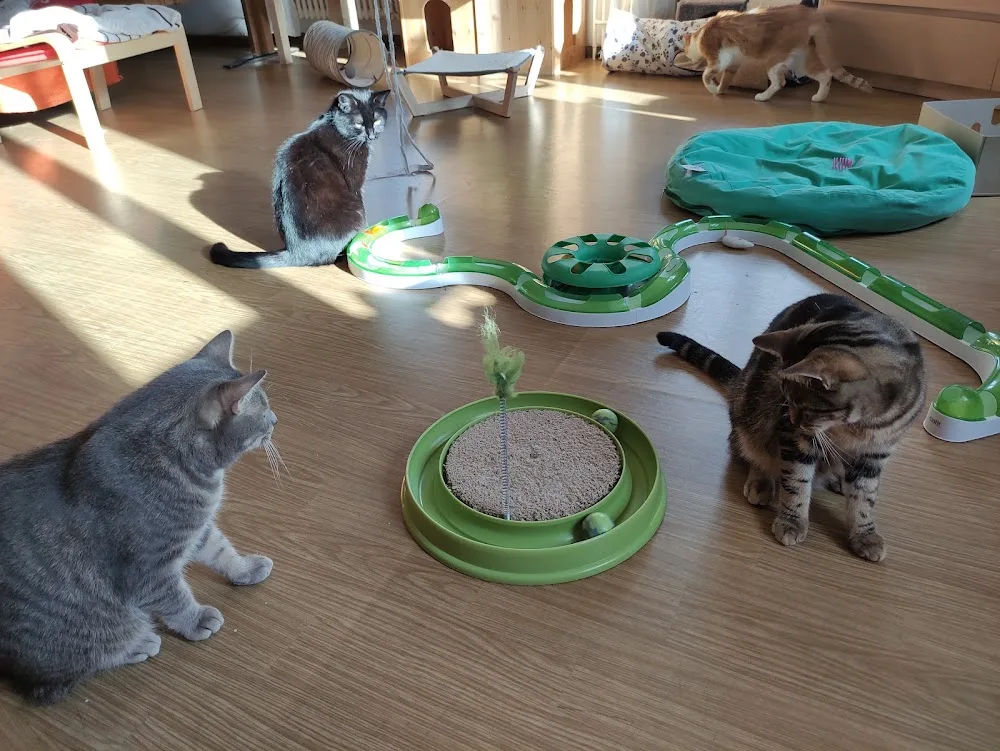 KatzenFerienParadies - Aargau pet otel