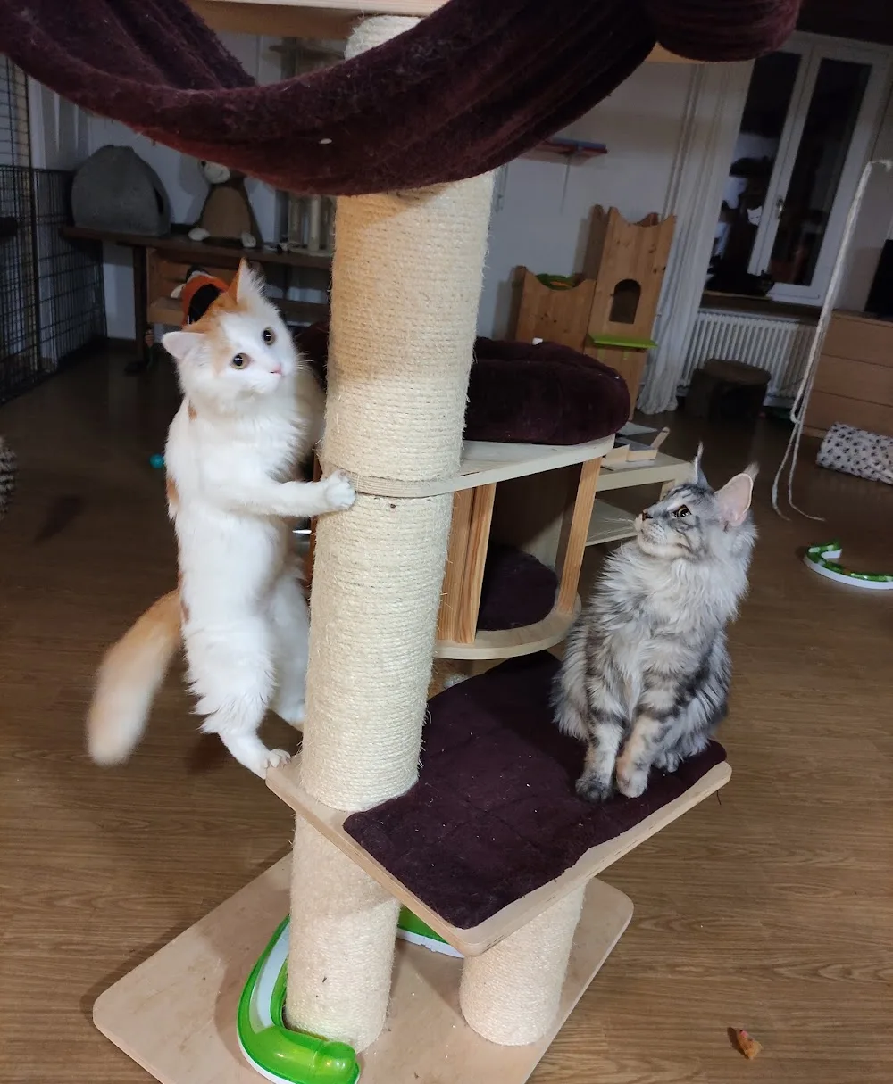 KatzenFerienParadies - Aargau pet otel görseli 3
