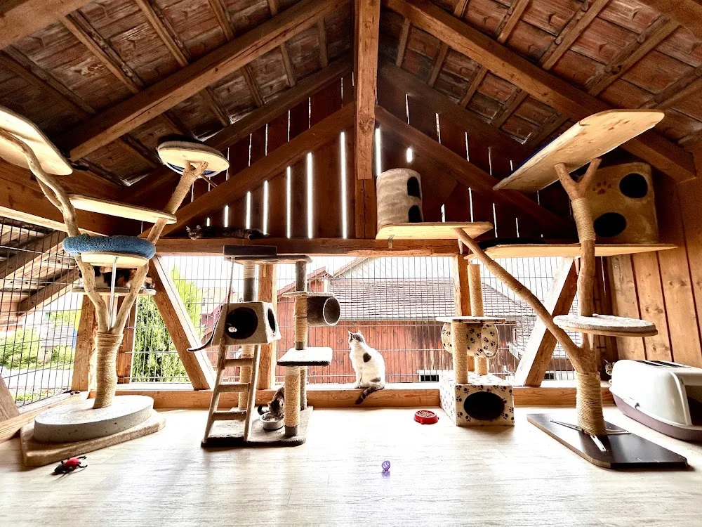 Katzenhotel Neerach - Aargau pet otel görseli 3
