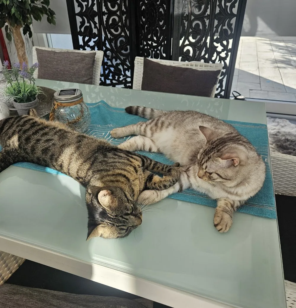 Katzenpension Hegi Fulenbach - Aargau pet otel görseli 5