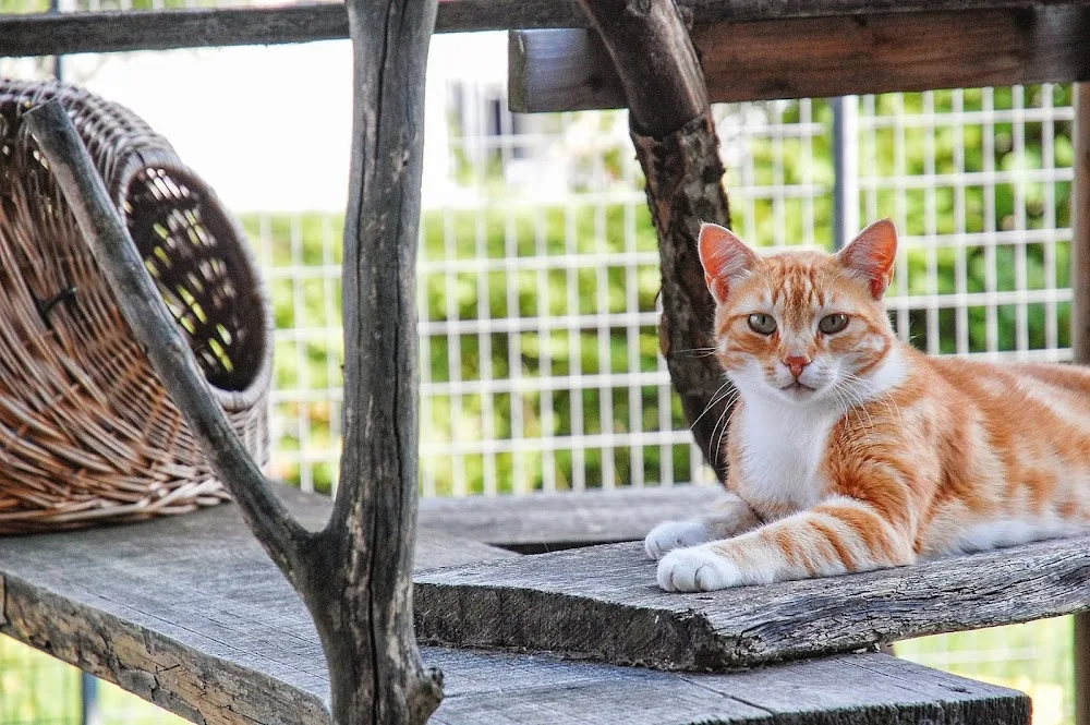 Katzenpension Rosinlihof - Aargau pet otel görseli 2
