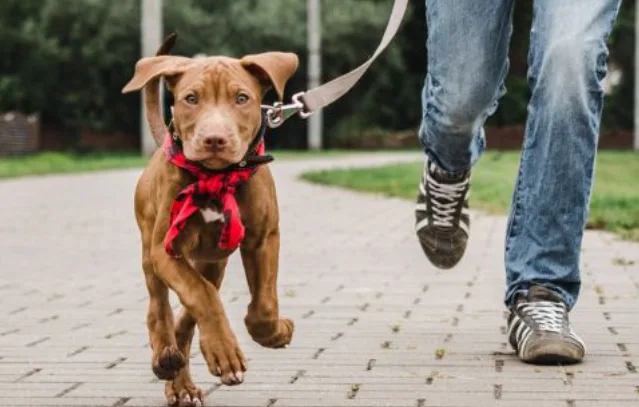 Liebe für jeden Hund - Aargau pet otel görseli 2
