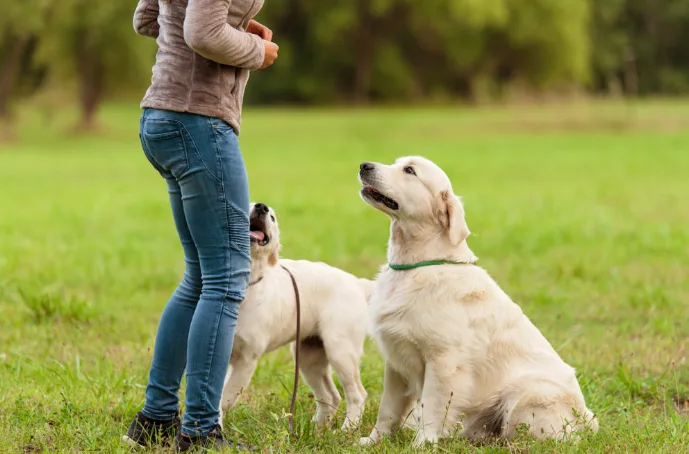 Liebe für jeden Hund - Aargau pet otel görseli 3