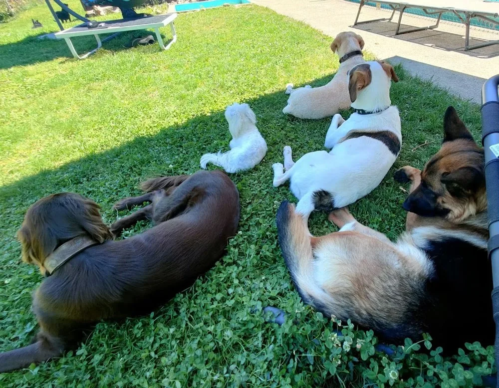 Manu’s und Franziˋs Hundebetreuung - Aargau pet otel