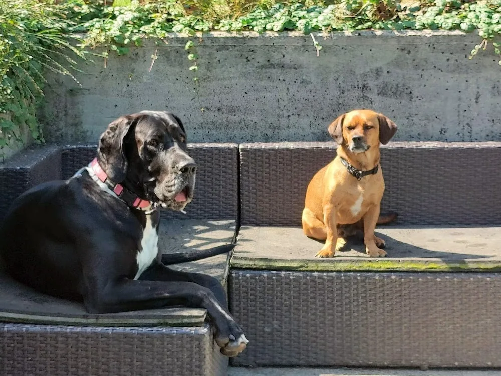 Manu’s und Franziˋs Hundebetreuung - Aargau pet otel görseli 3