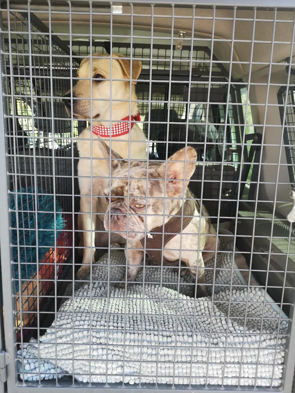 N. K. Tierbetreuung - Aargau pet otel görseli 3