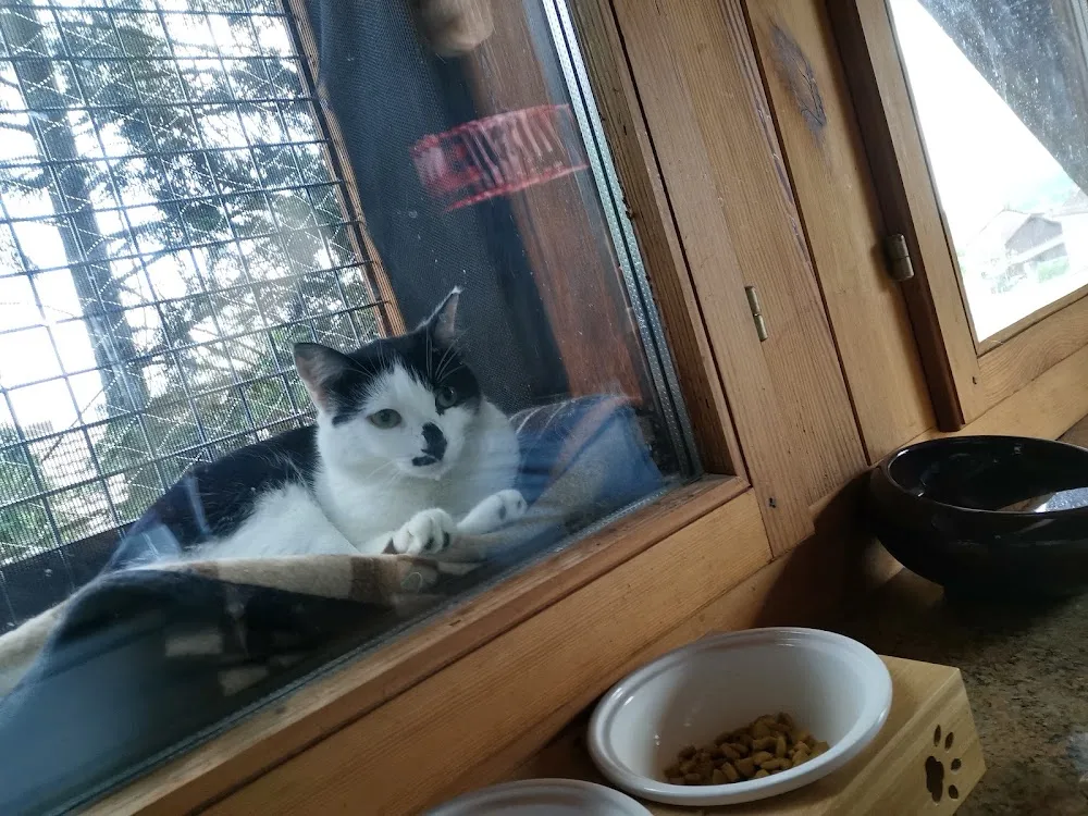 Pinta's Katzenpfötli Pension - Aargau pet otel