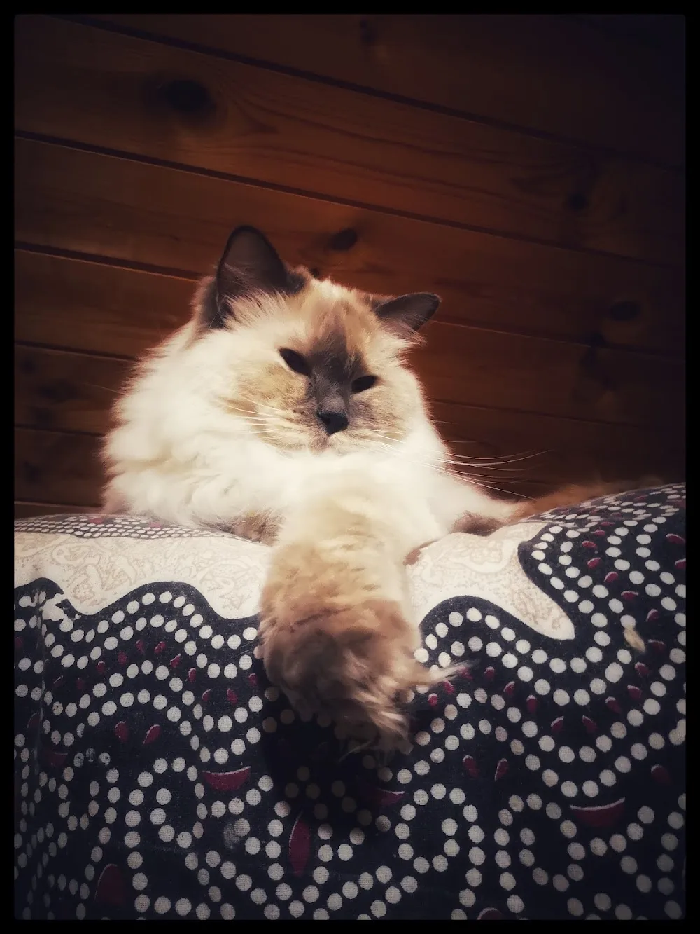 Pinta's Katzenpfötli Pension - Aargau pet otel görseli 3