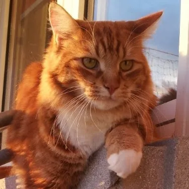 Pinta's Katzenpfötli Pension - Aargau pet otel görseli 5