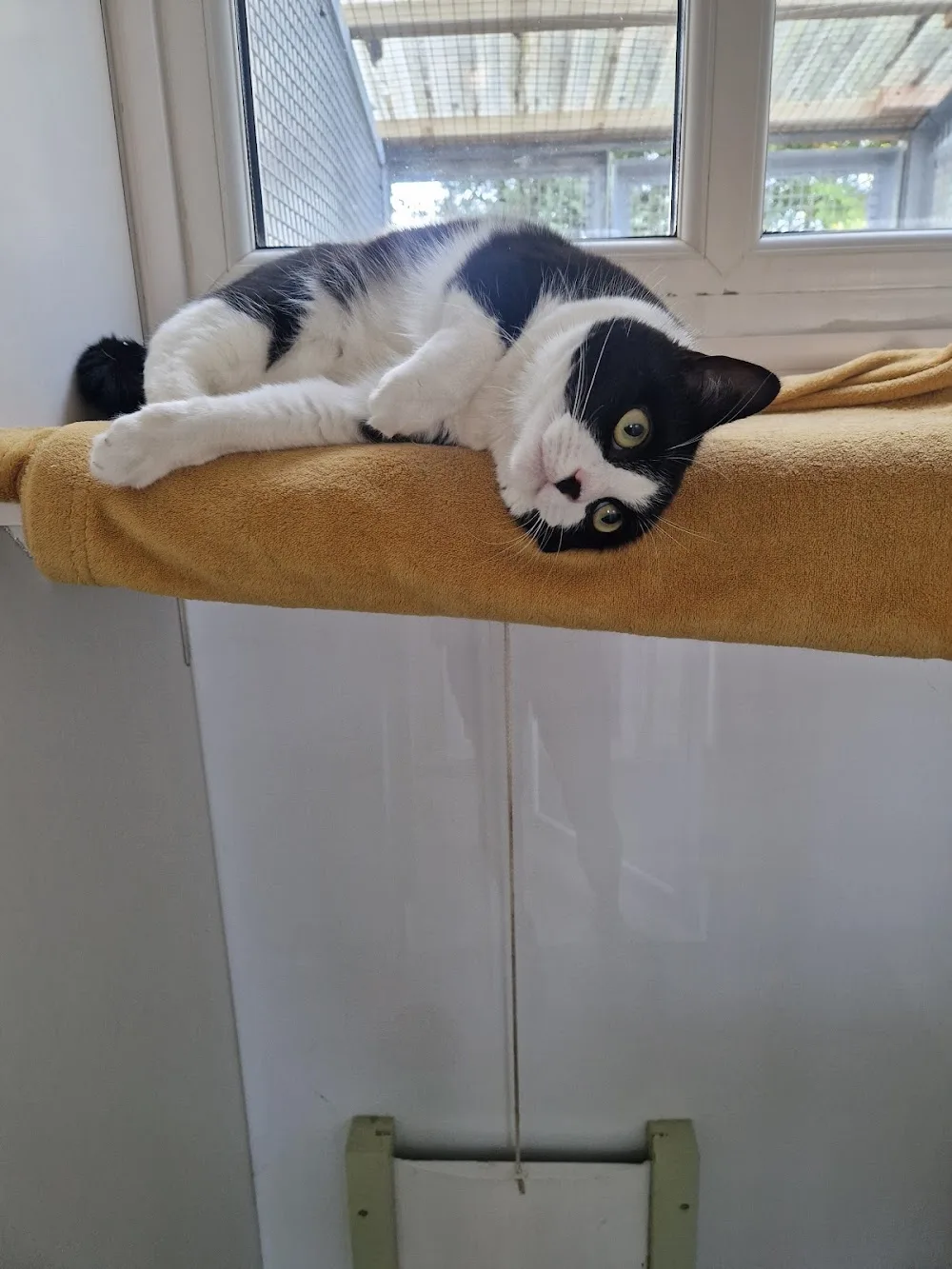 Ainsworth Farm Cattery - Abbots Langley pet otel görseli 3