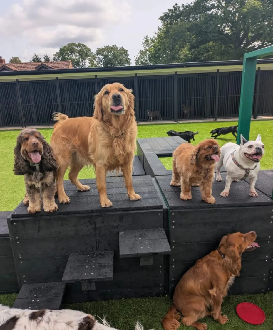 Arkley Pet Hotel - Abbots Langley pet otel