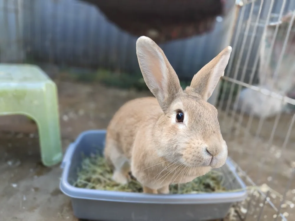 Bunny Haven Hotel - Rabbit & small animal boarding - Abbots Langley pet otel görseli 3