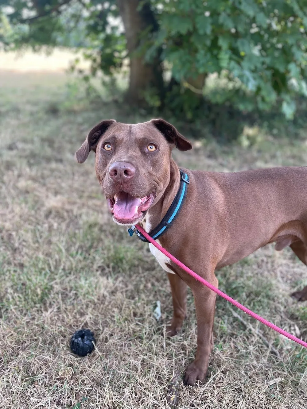 Canine Karma Resorts - Abbots Langley pet otel görseli 3