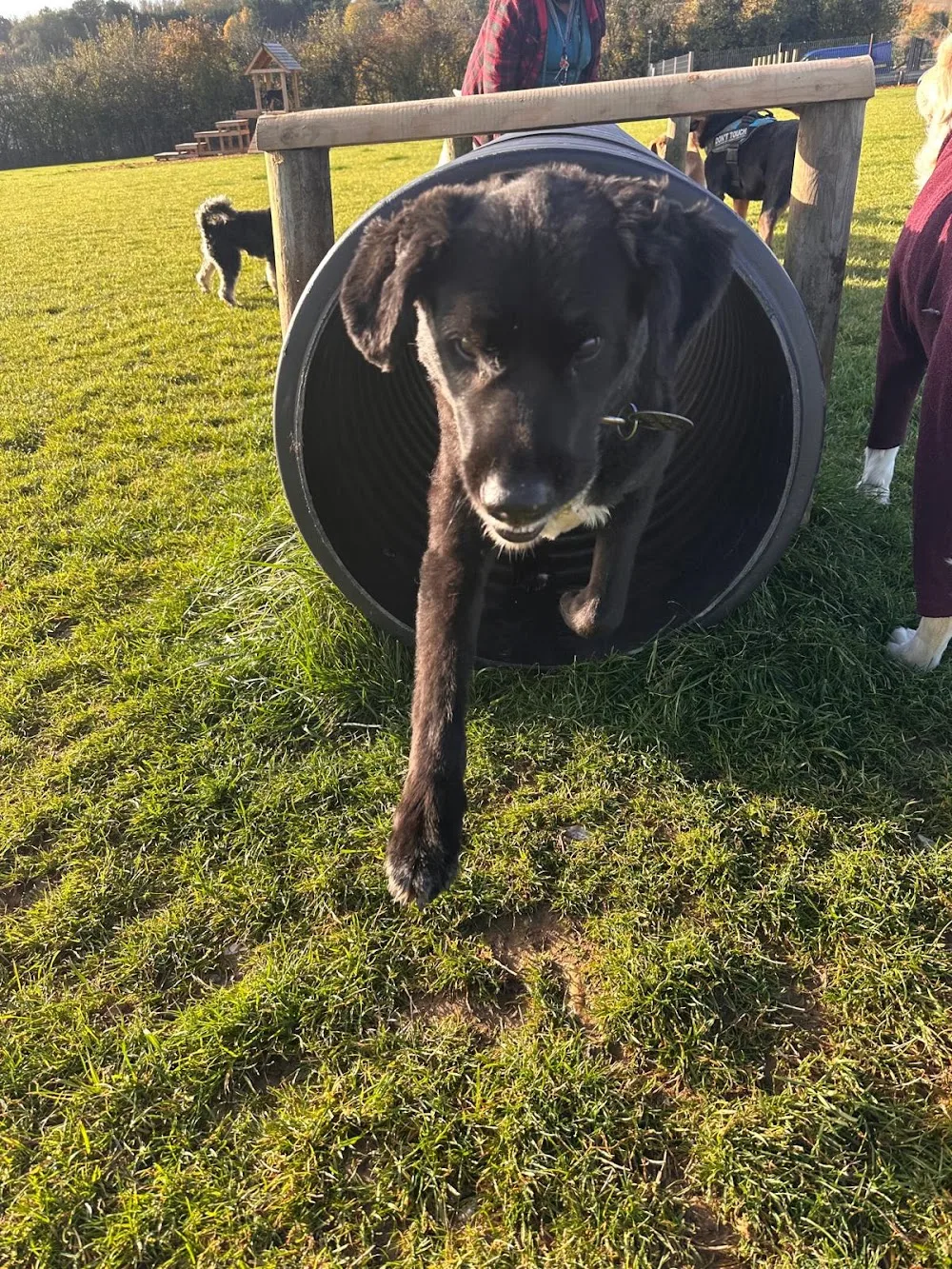 Diamond Dogs of Dacorum, Boarding & Daycare - Abbots Langley pet otel