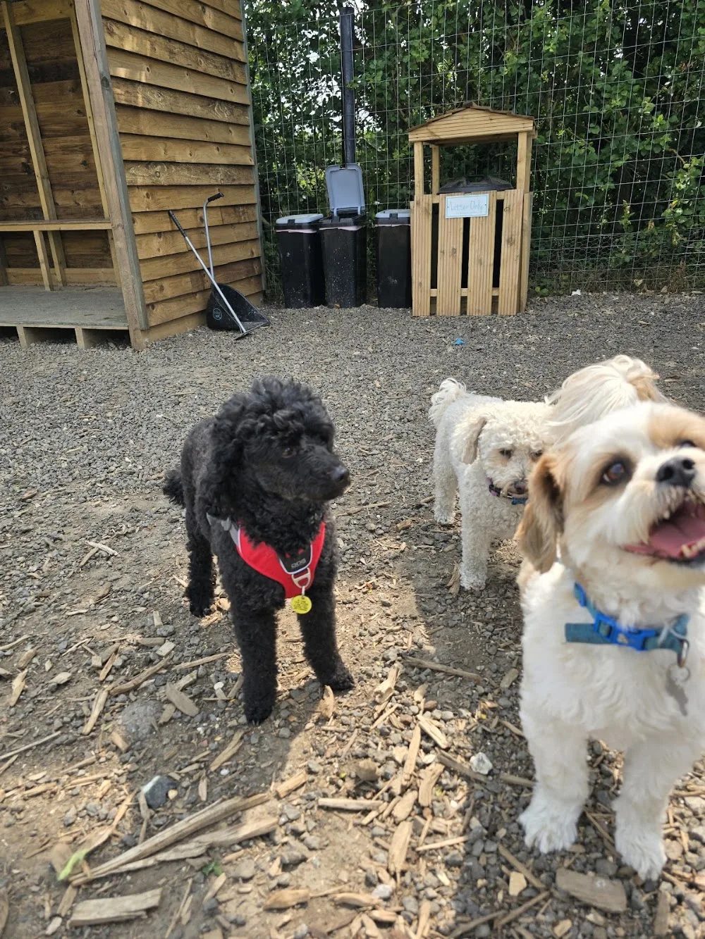 Diamond Dogs of Dacorum, Boarding & Daycare - Abbots Langley pet otel görseli 3