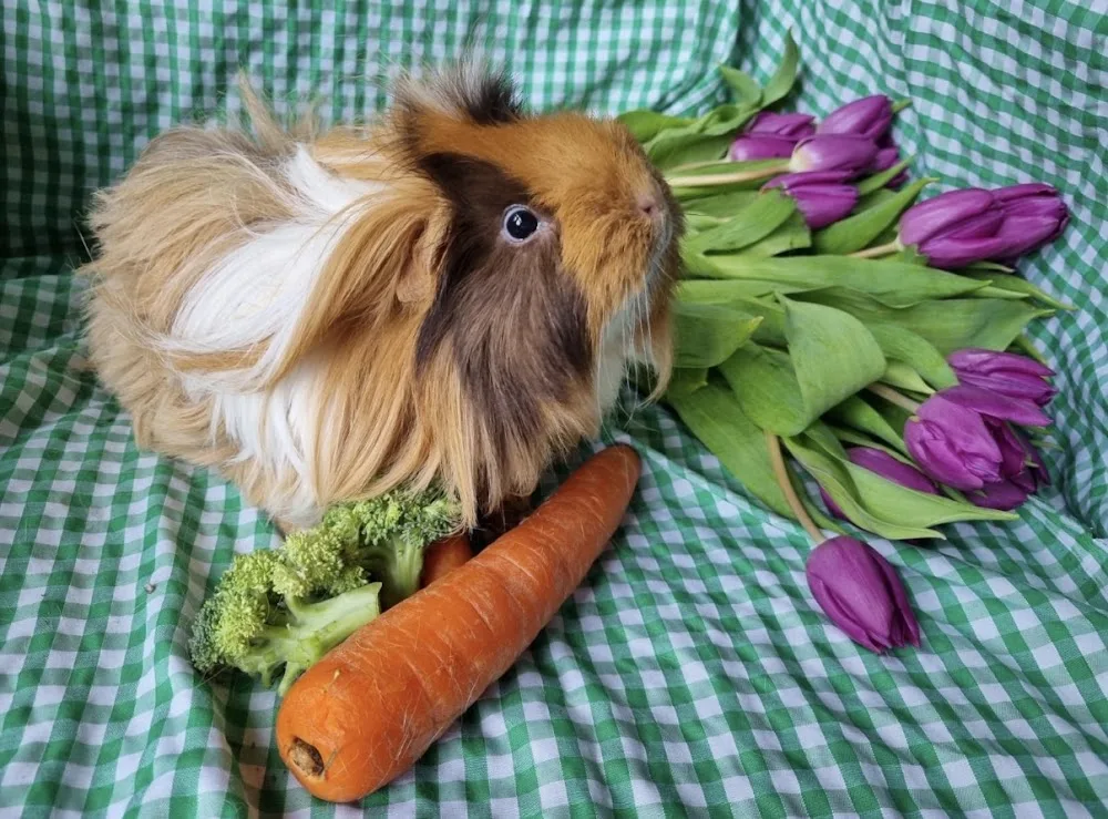 Holidays for your Caged Pets with Caroline - Abbots Langley pet otel