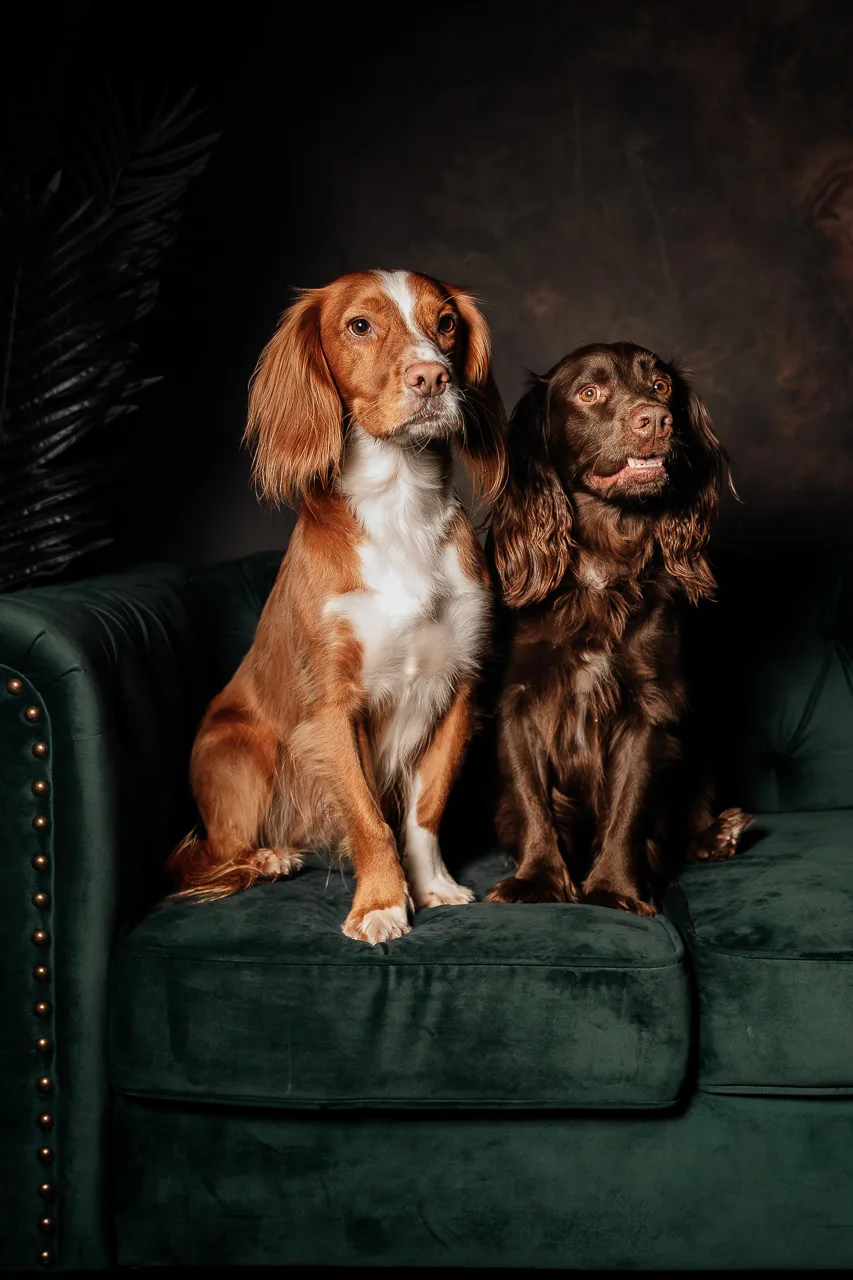 Kings Langley Dog Boarding - Abbots Langley pet otel görseli 3