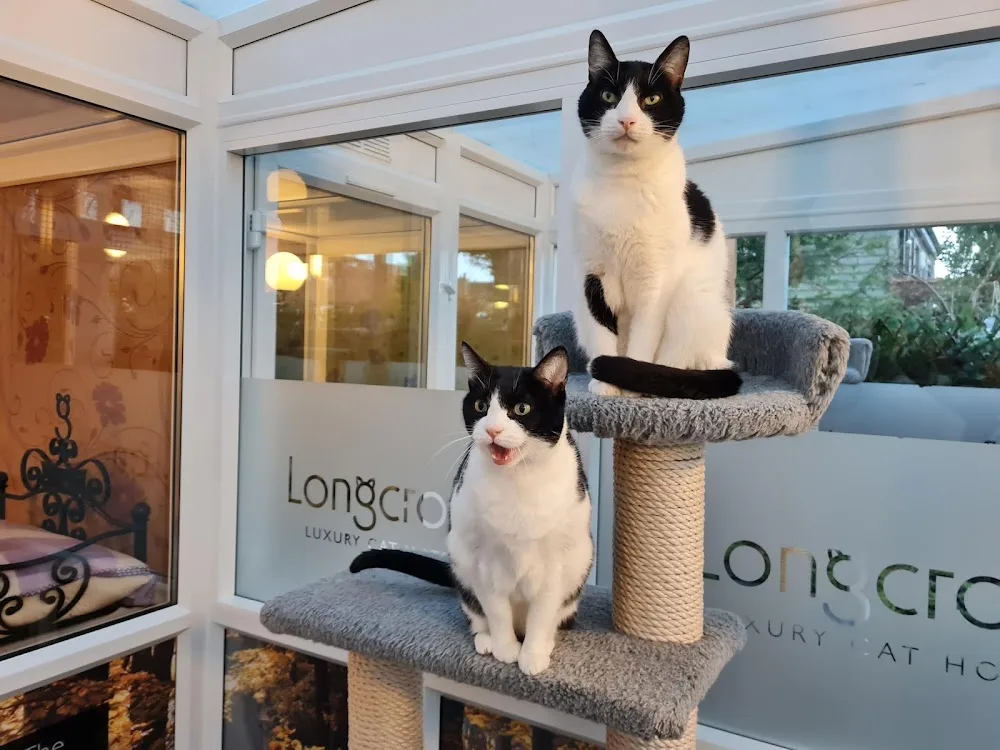 Longcroft Luxury Cat Hotel St Albans, Hertfordshire - Abbots Langley pet otel görseli 3