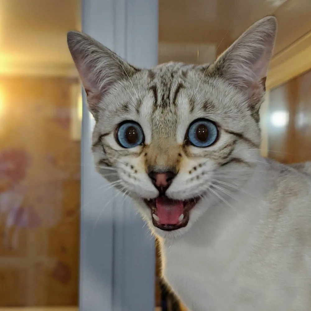Longcroft Luxury Cat Hotel Tring, Hertfordshire - Abbots Langley pet otel