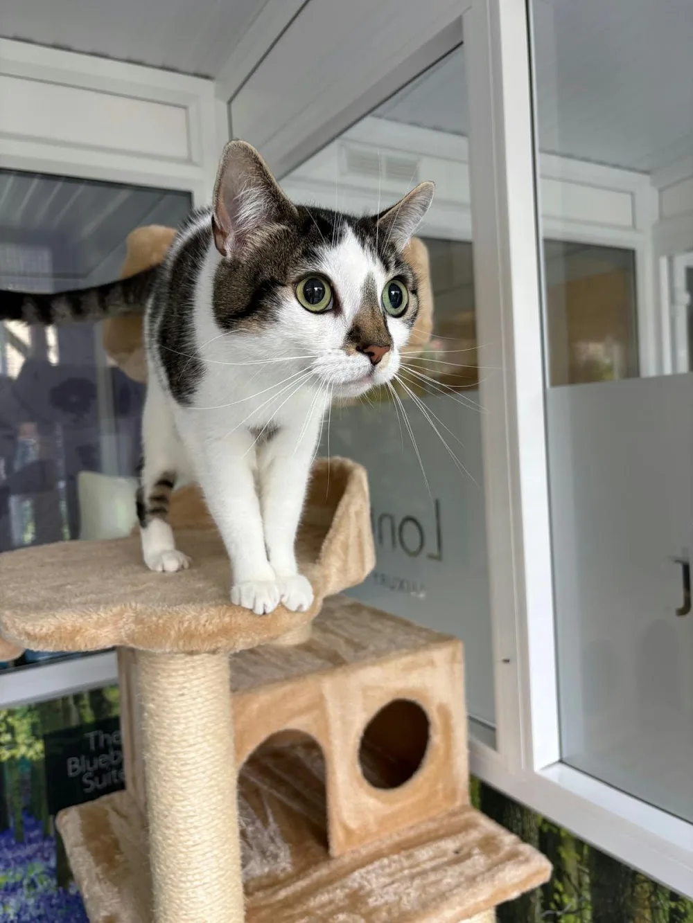 Longcroft Luxury Cat Hotel Tring, Hertfordshire - Abbots Langley pet otel görseli 3