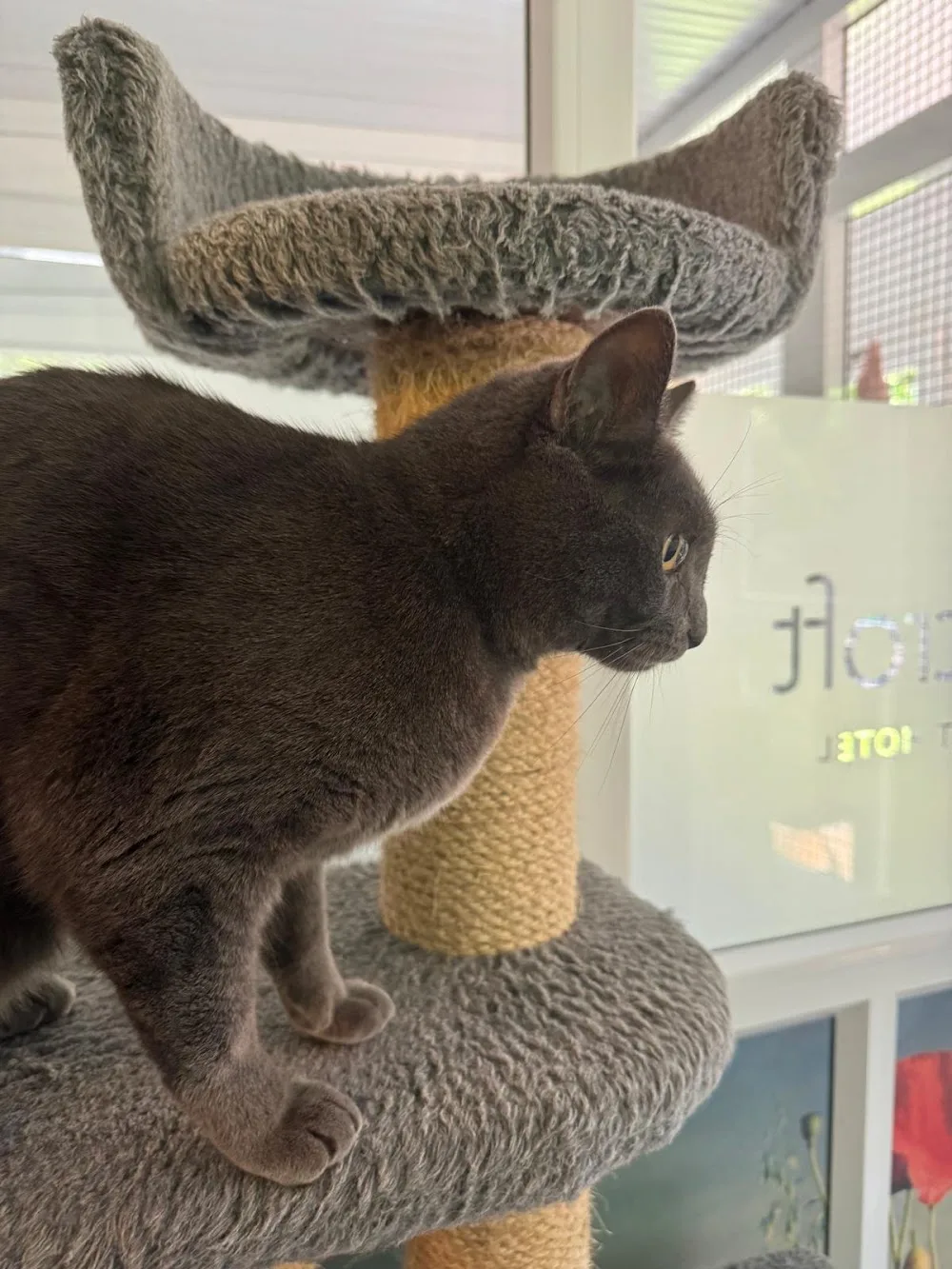 Longcroft Luxury Cat Hotel Winchmore Hill, Buckinghamshire - Abbots Langley pet otel görseli 3