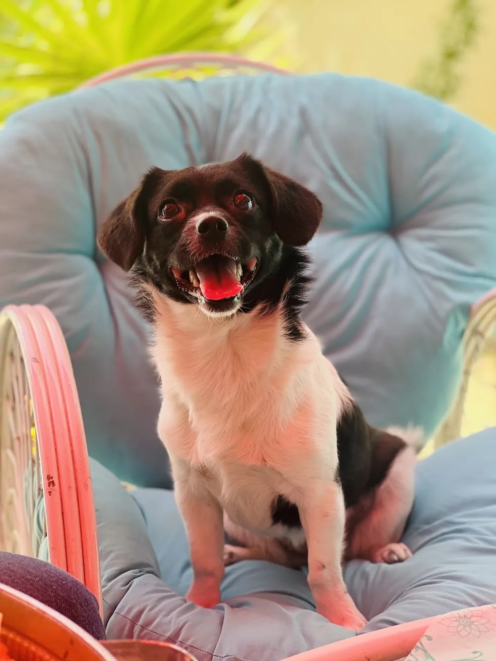 Mina Pet Care & Boarding - Abbots Langley pet otel görseli 3