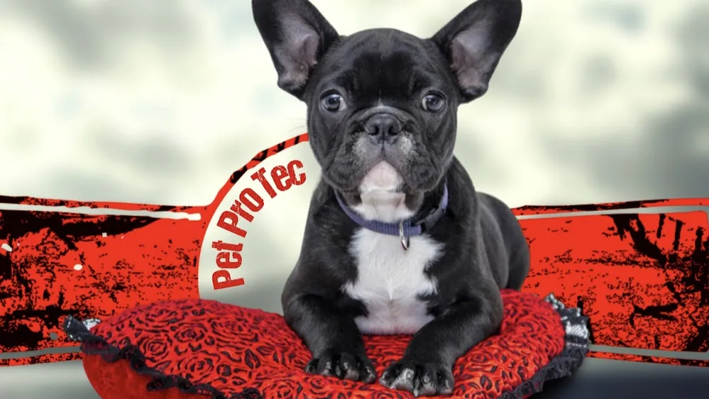 Pet ProTection (Pet ProTec) Boarding & Daycare - Abbots Langley pet otel
